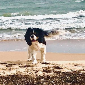 Meet your Posher, Charles